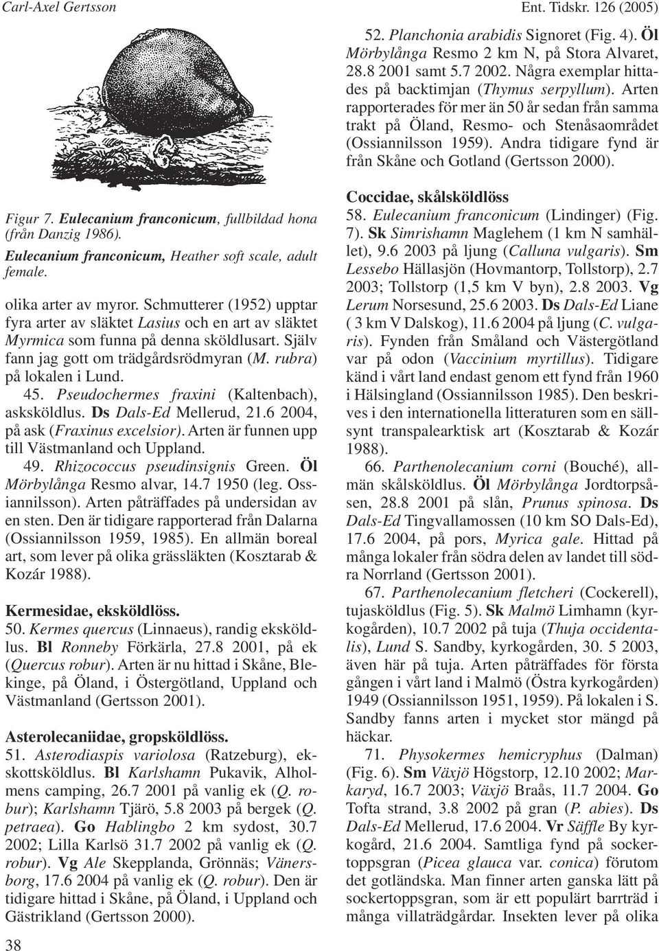 Pseudochermes fraxini (Kaltenbach), asksköldlus. Ds Dals-Ed Mellerud, 21.6 2004, på ask (Fraxinus excelsior). Arten är funnen upp till Västmanland och Uppland. 49. Rhizococcus pseudinsignis Green.