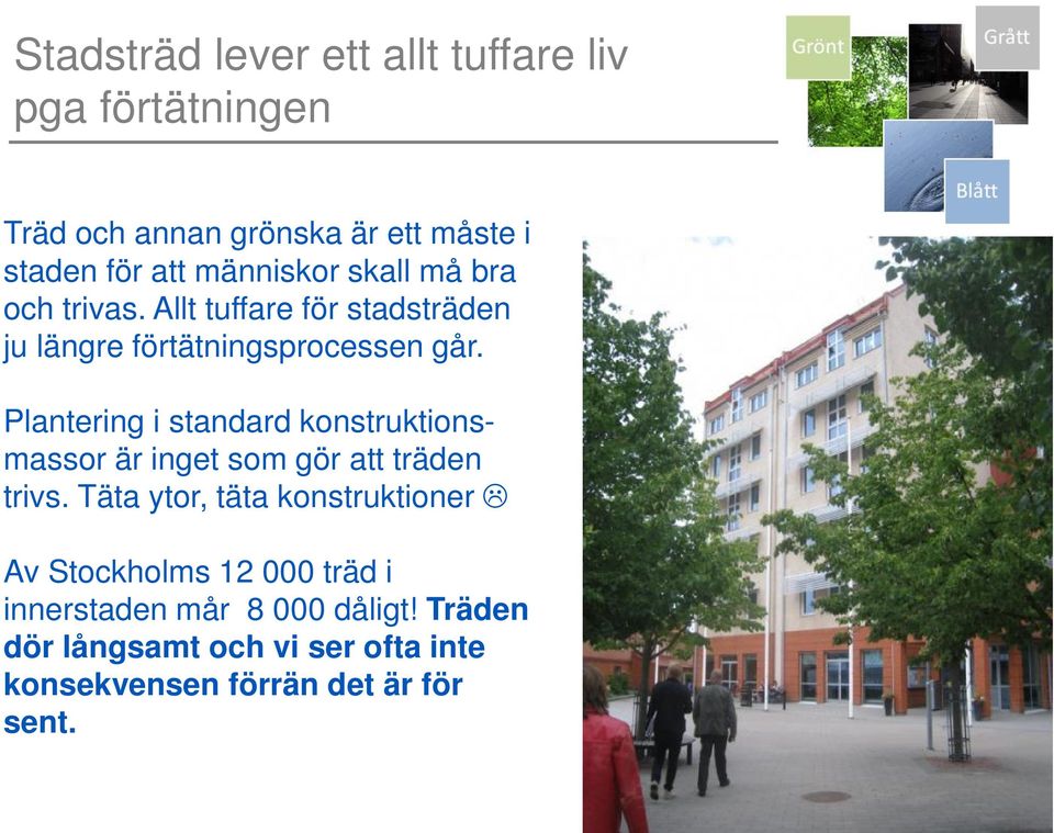 Plantering i standard konstruktionsmassor är inget som gör att träden trivs.