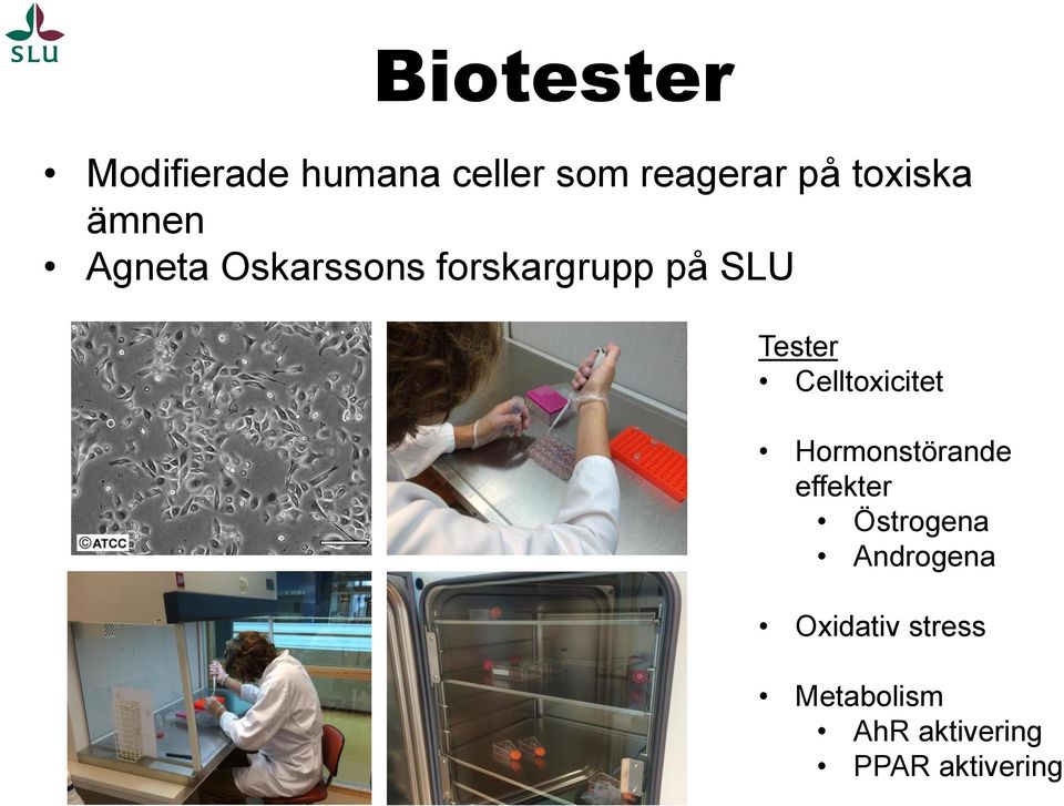 Tester Celltoxicitet Hormonstörande effekter Östrogena