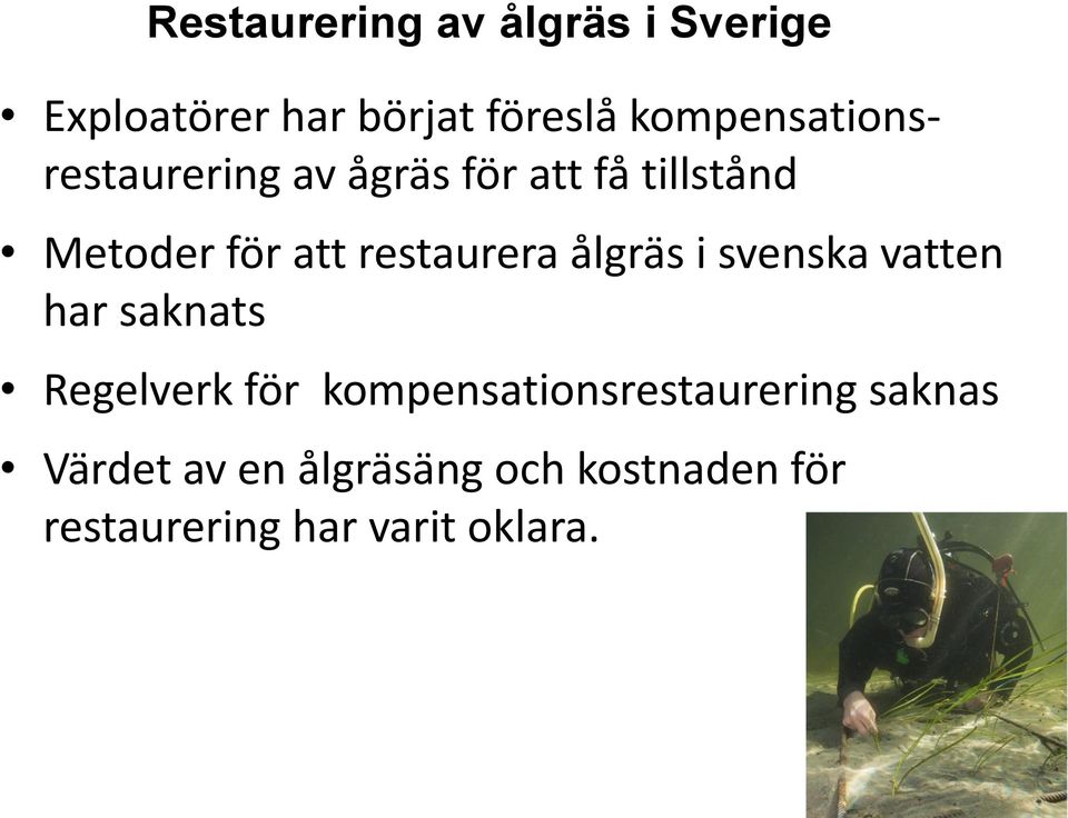 restaurera ålgräs i svenska vatten har saknats Regelverk för