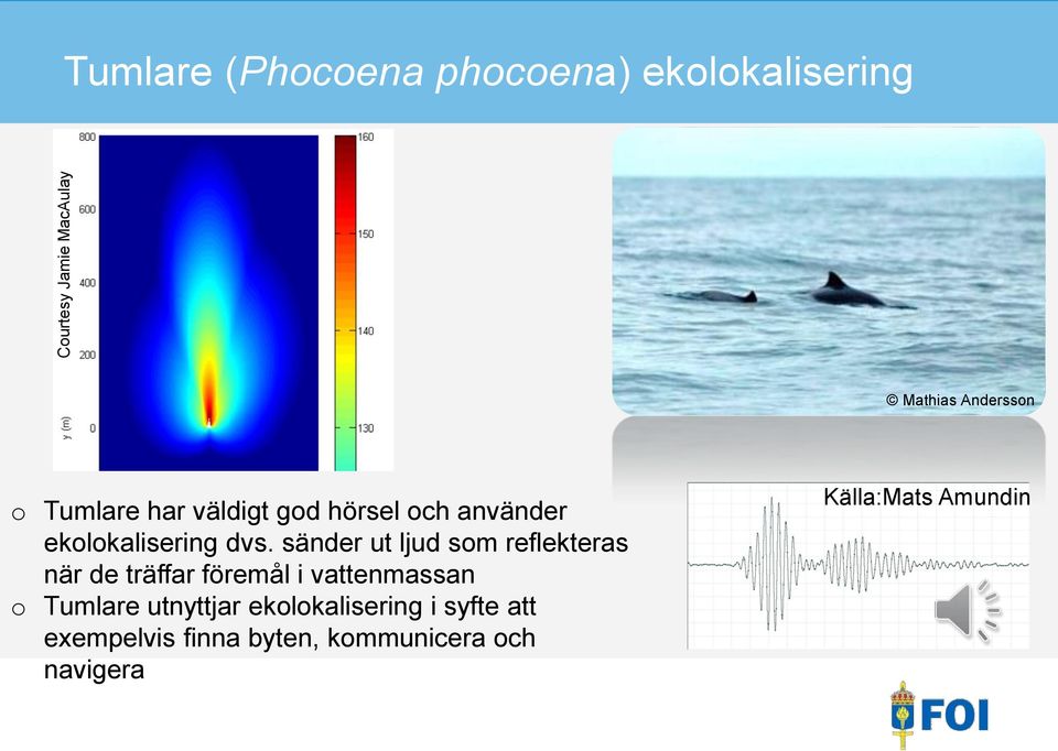 sänder ut ljud som reflekteras när de träffar föremål i vattenmassan o Tumlare