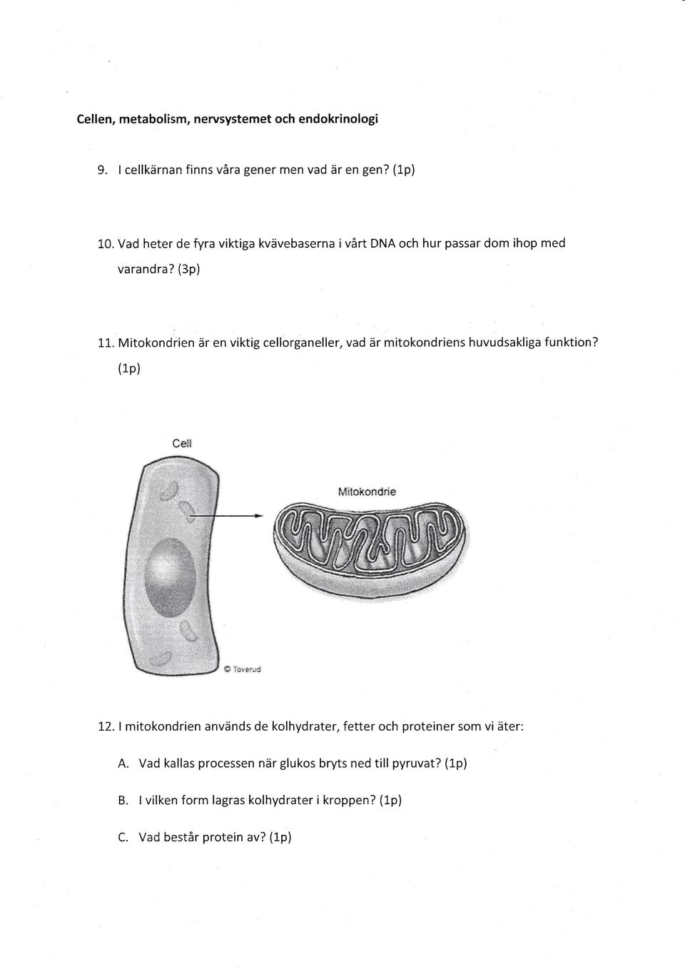 Mitokondrien 5r en viktig cellbrganeller, vad 5r mitokondriens huvudsakliga funktion? d4,*,.1l tr.t$*t P#.it*lqg$fi,d.:ri* 12.