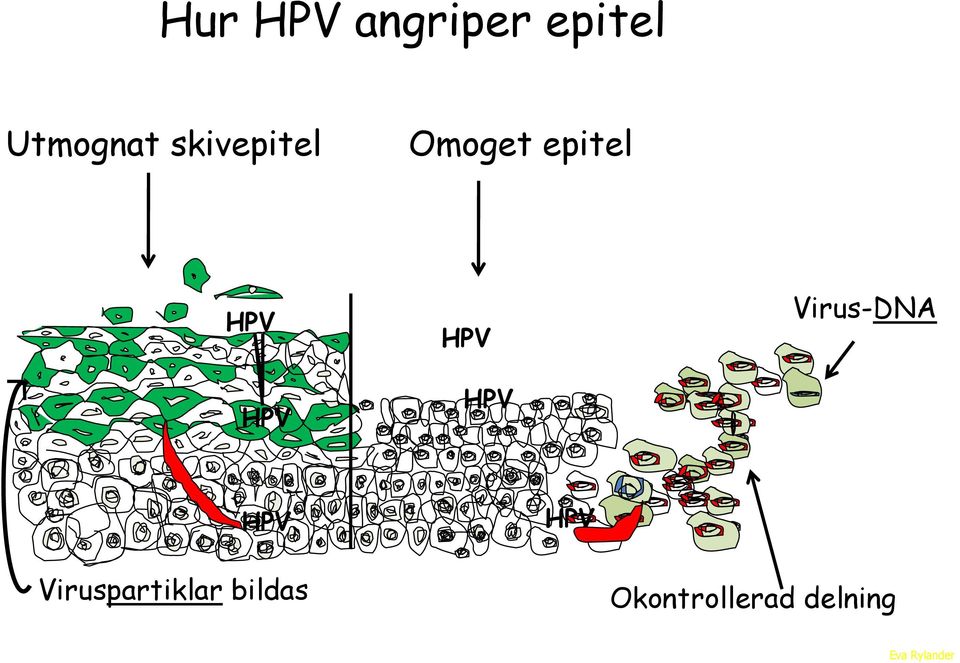 HPV Virus-DNA HPV HPV Viruspartiklar