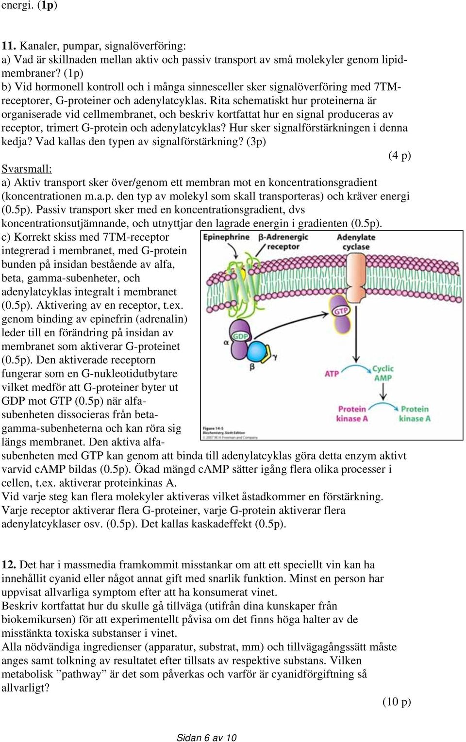 Rita schematiskt hur proteinerna är organiserade vid cellmembranet, och beskriv kortfattat hur en signal produceras av receptor, trimert G-protein och adenylatcyklas?