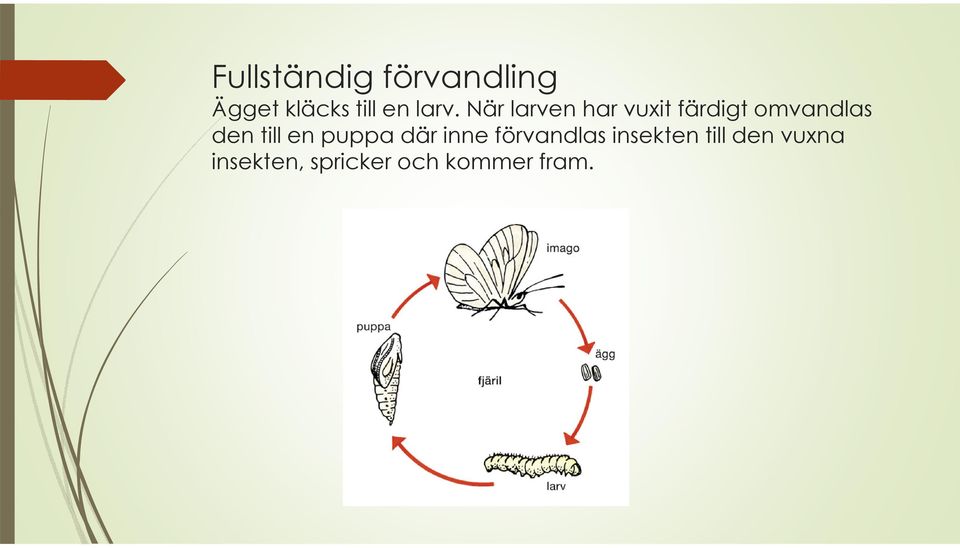 den till en puppa där inne förvandlas insekten