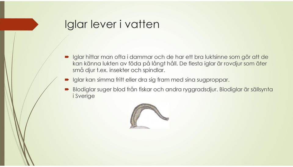 De flesta iglar är rovdjur som äter små djur t.ex. insekter och spindlar.