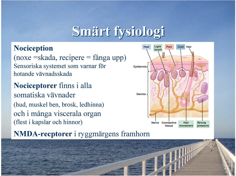 finns i alla somatiska vävnader (hud, muskel ben, brosk, ledhinna) och i