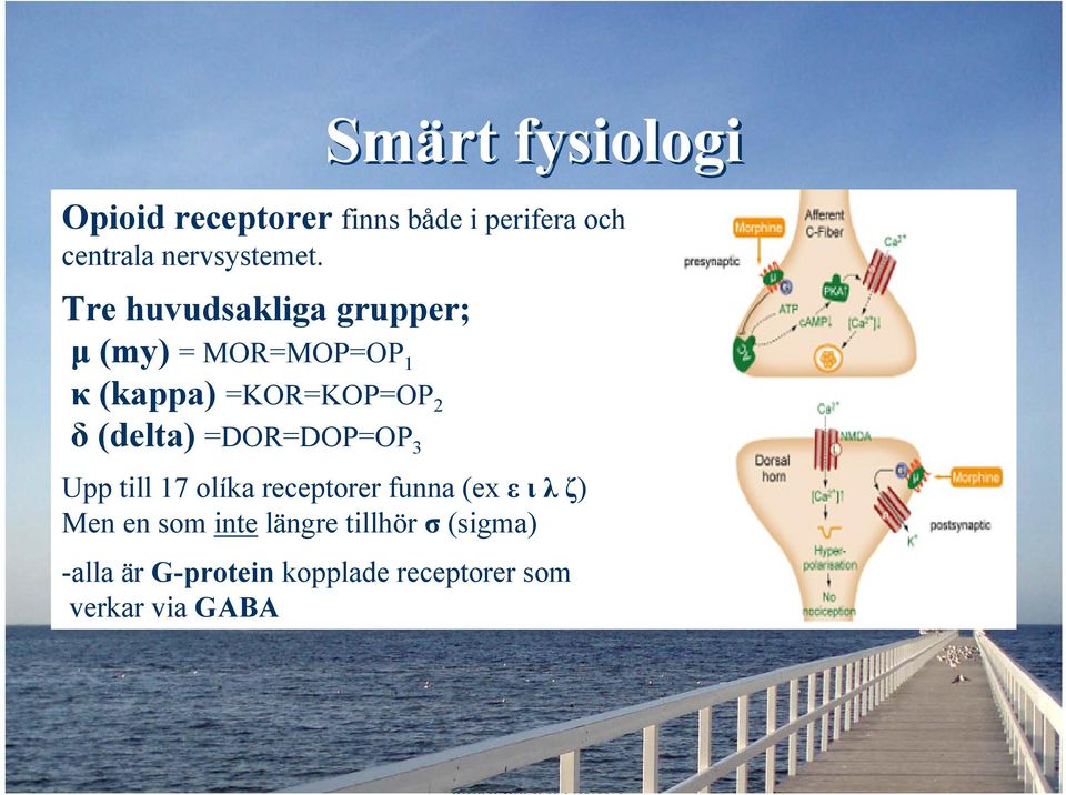 =DOR=DOP=OP 3 Upp till 17 olíka receptorer funna (ex ε ιλζ) Men en som inte