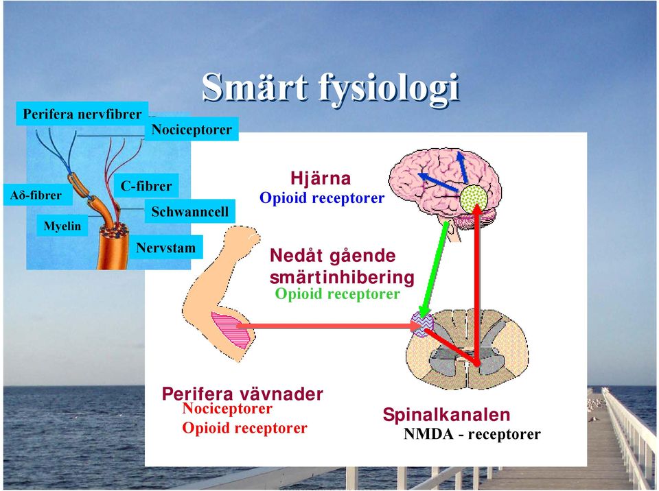 Nedåt gående smärtinhibering Opioid receptorer Perifera