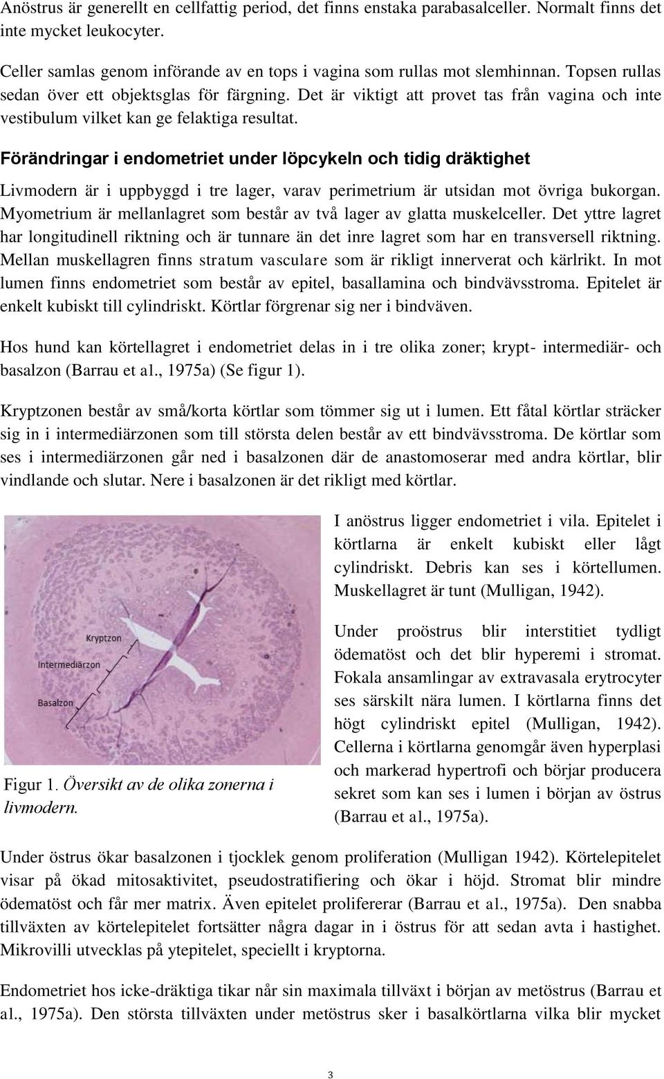 Förändringar i endometriet under löpcykeln och tidig dräktighet Livmodern är i uppbyggd i tre lager, varav perimetrium är utsidan mot övriga bukorgan.