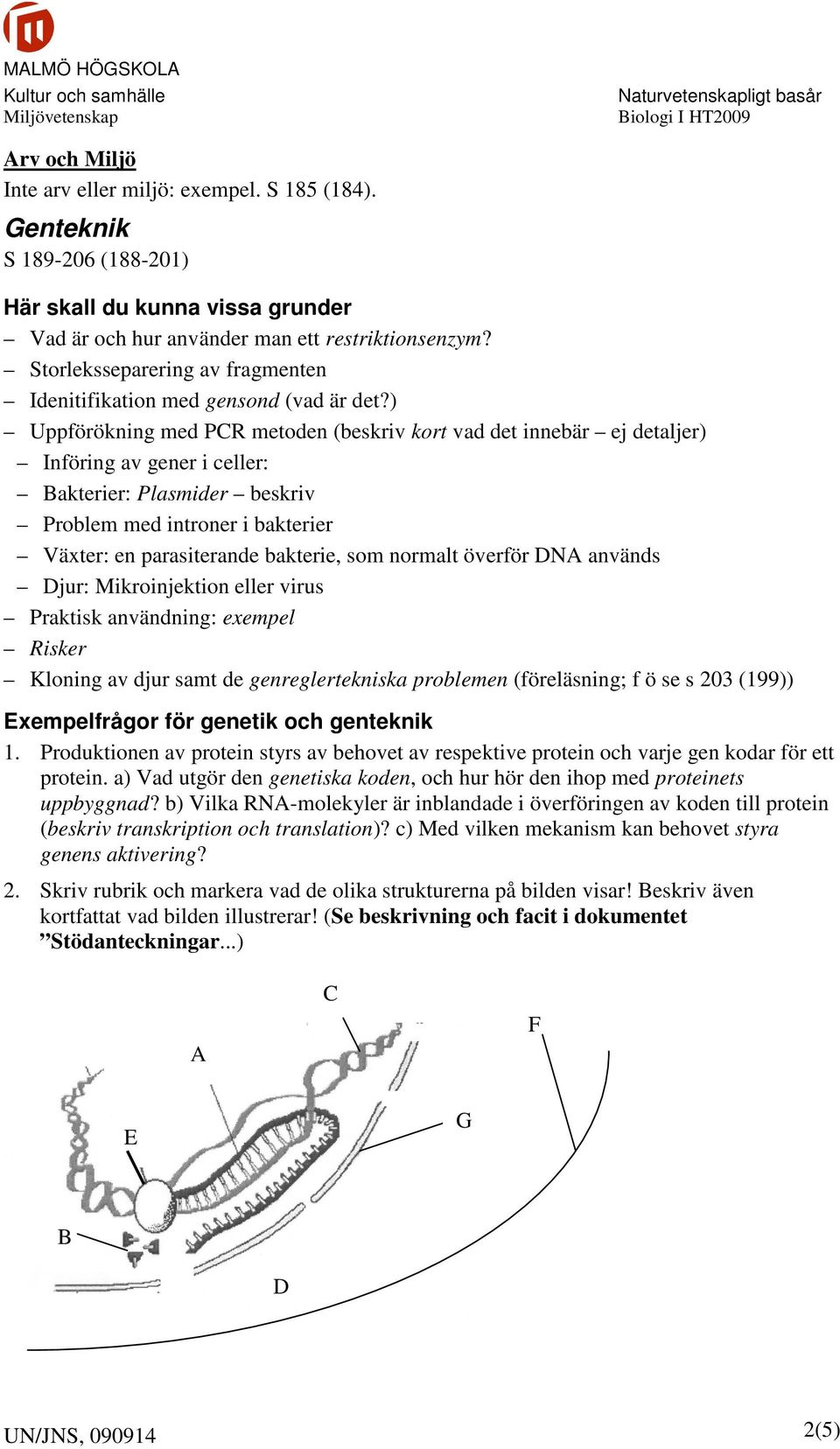 ) Uppförökning med PCR metoden (beskriv kort vad det innebär ej detaljer) Införing av gener i celler: Bakterier: Plasmider beskriv Problem med introner i bakterier Växter: en parasiterande bakterie,