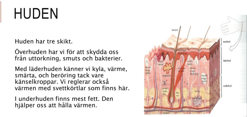 Med läderhuden känner vi kyla, värme, smärta, och beröring tack vare