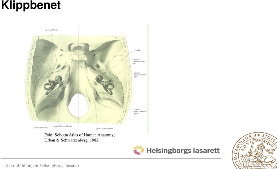 Human Anatomy;