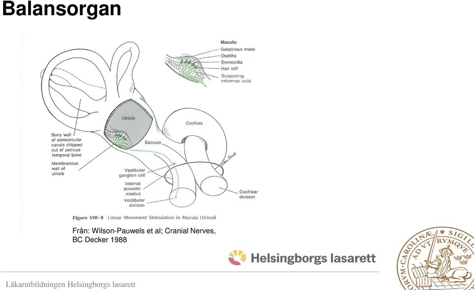 al; Cranial