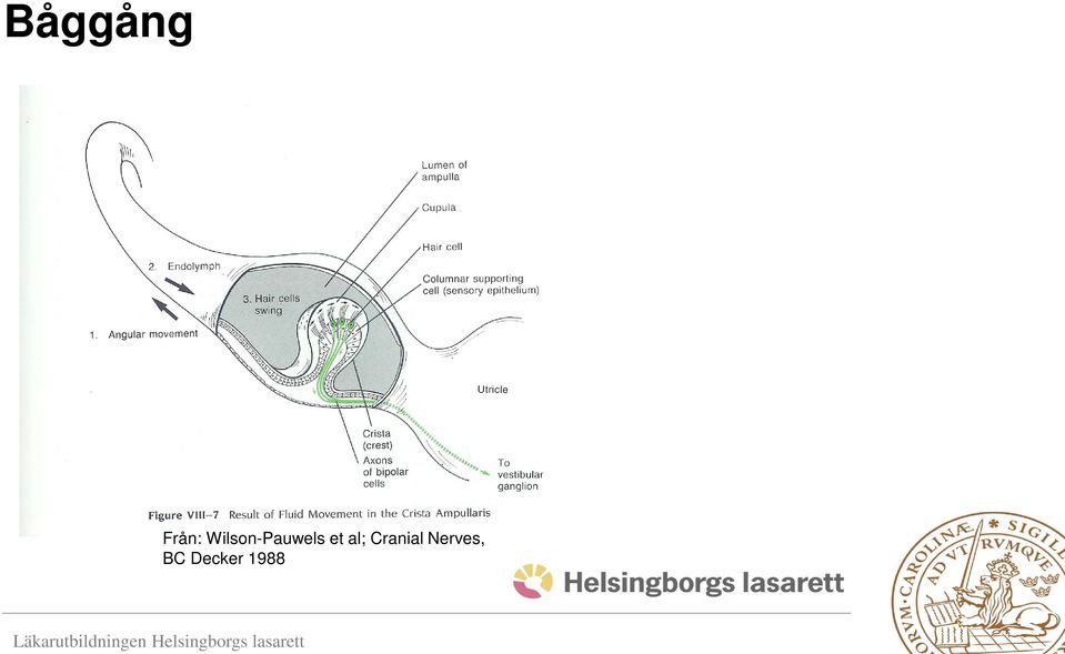 et al; Cranial