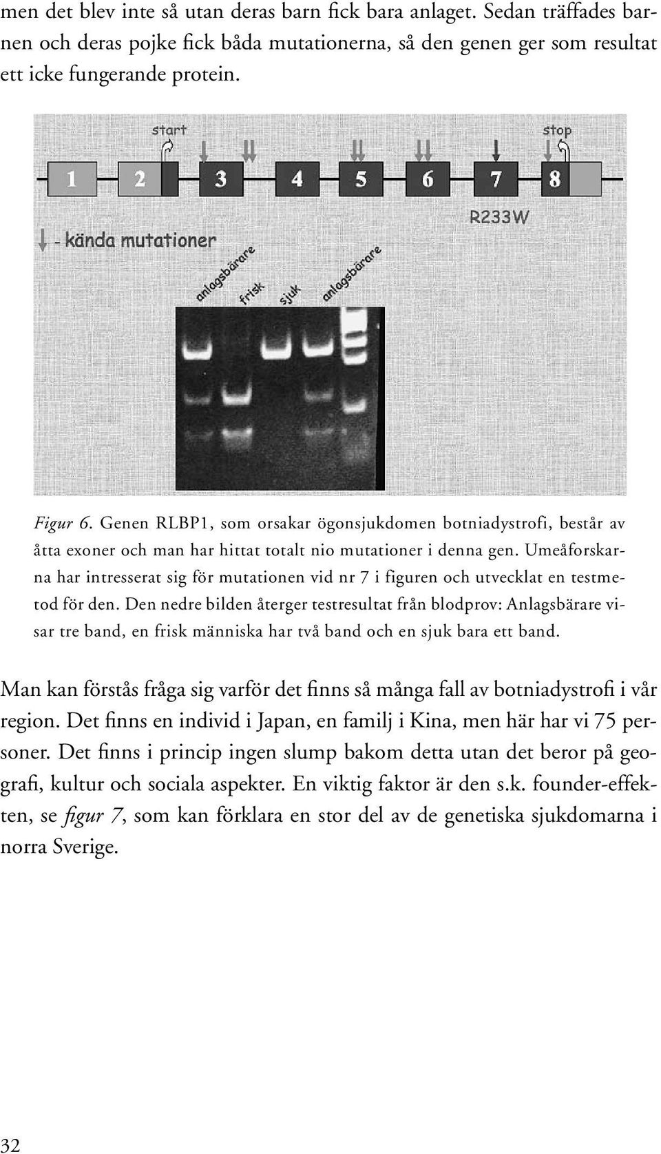 Umeåforskarna har intresserat sig för mutationen vid nr 7 i figuren och utvecklat en testmetod för den.