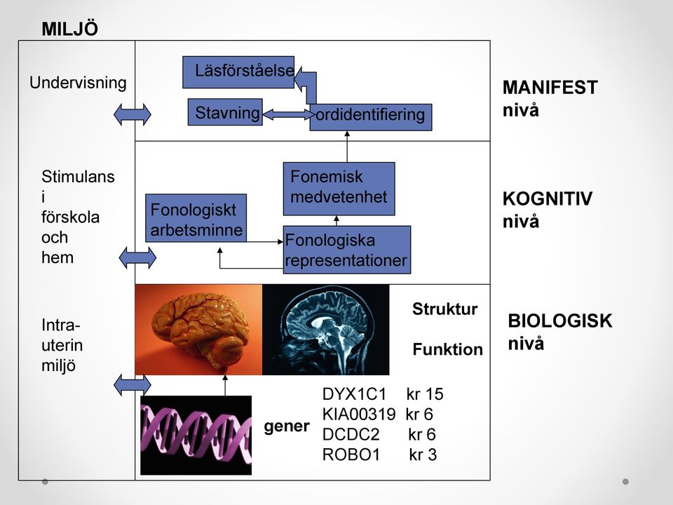Fonologiska representationer KOGNITIV nivå Intrauterin miljö Struktur