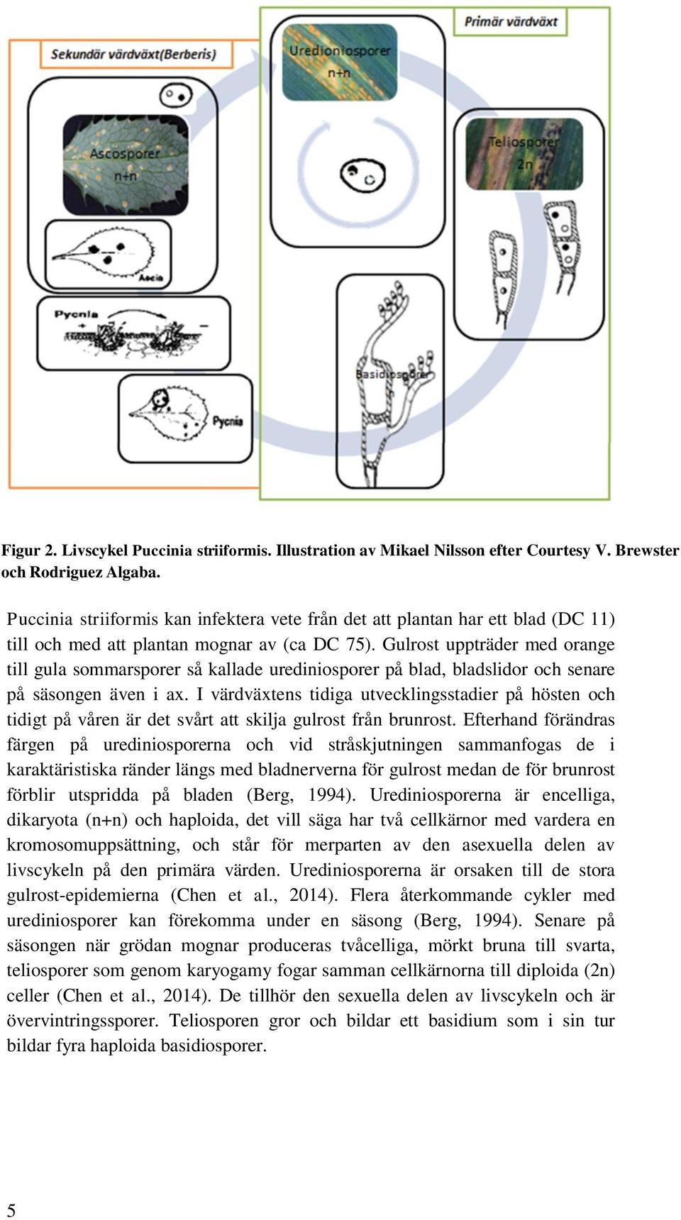 Gulrost uppträder med orange till gula sommarsporer så kallade urediniosporer på blad, bladslidor och senare på säsongen även i ax.