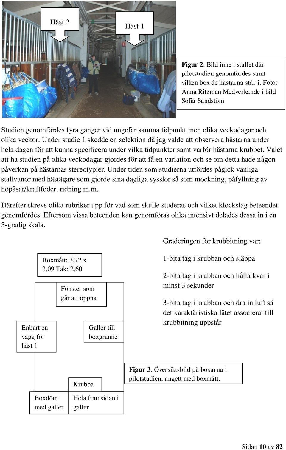 Under studie 1 skedde en selektion då jag valde att observera hästarna under hela dagen för att kunna specificera under vilka tidpunkter samt varför hästarna krubbet.