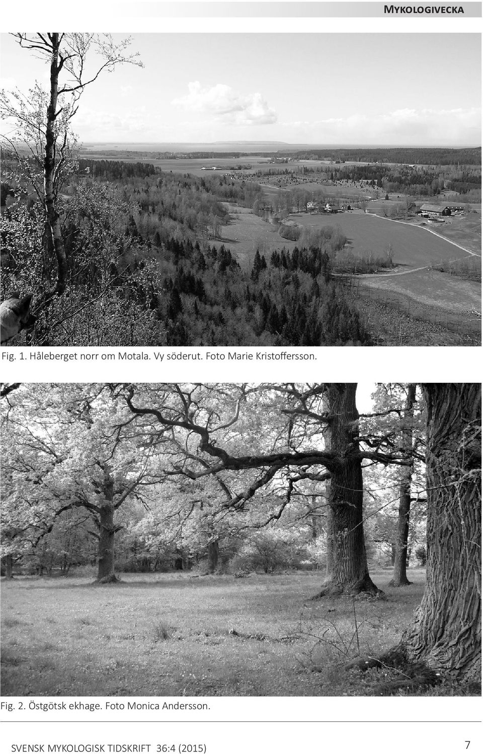 Foto Marie Kristoffersson. Fig. 2.