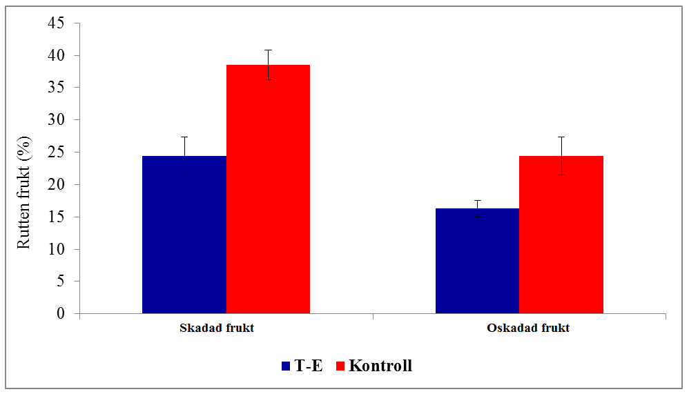 Tabell 12. Inverkan av olika besprutningsmedel och besprutningstider på lesion diametern orsakat av inokulering på frukt med Neofabraea sp. 2014, Amorosa.