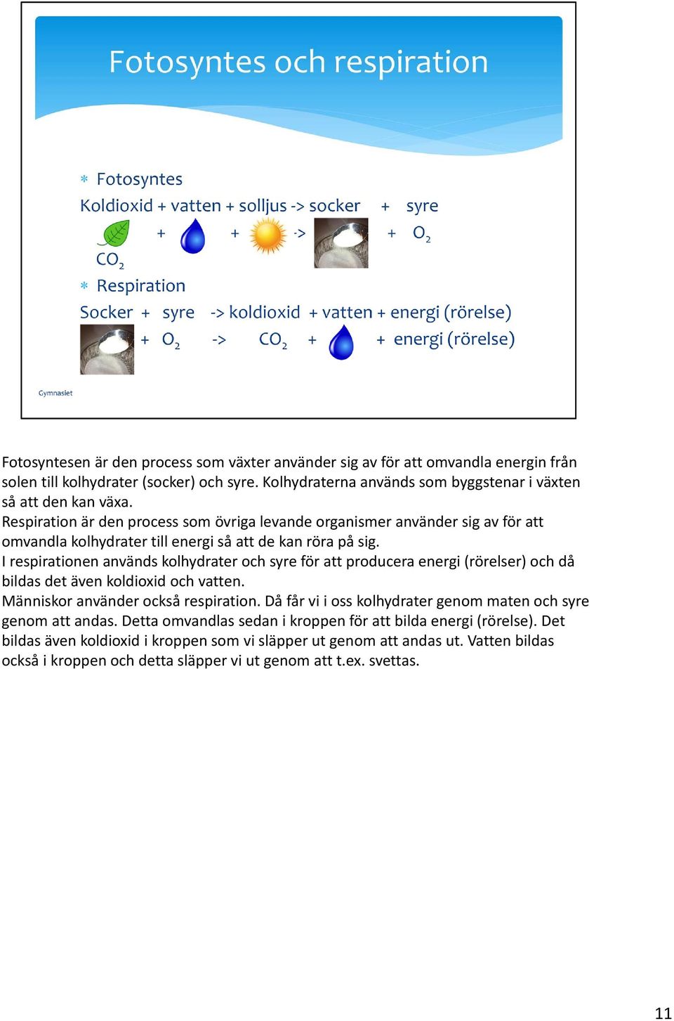 I respirationen används kolhydrater och syre för att producera energi (rörelser) och då bildas det även koldioxid och vatten. Människor använder också respiration.