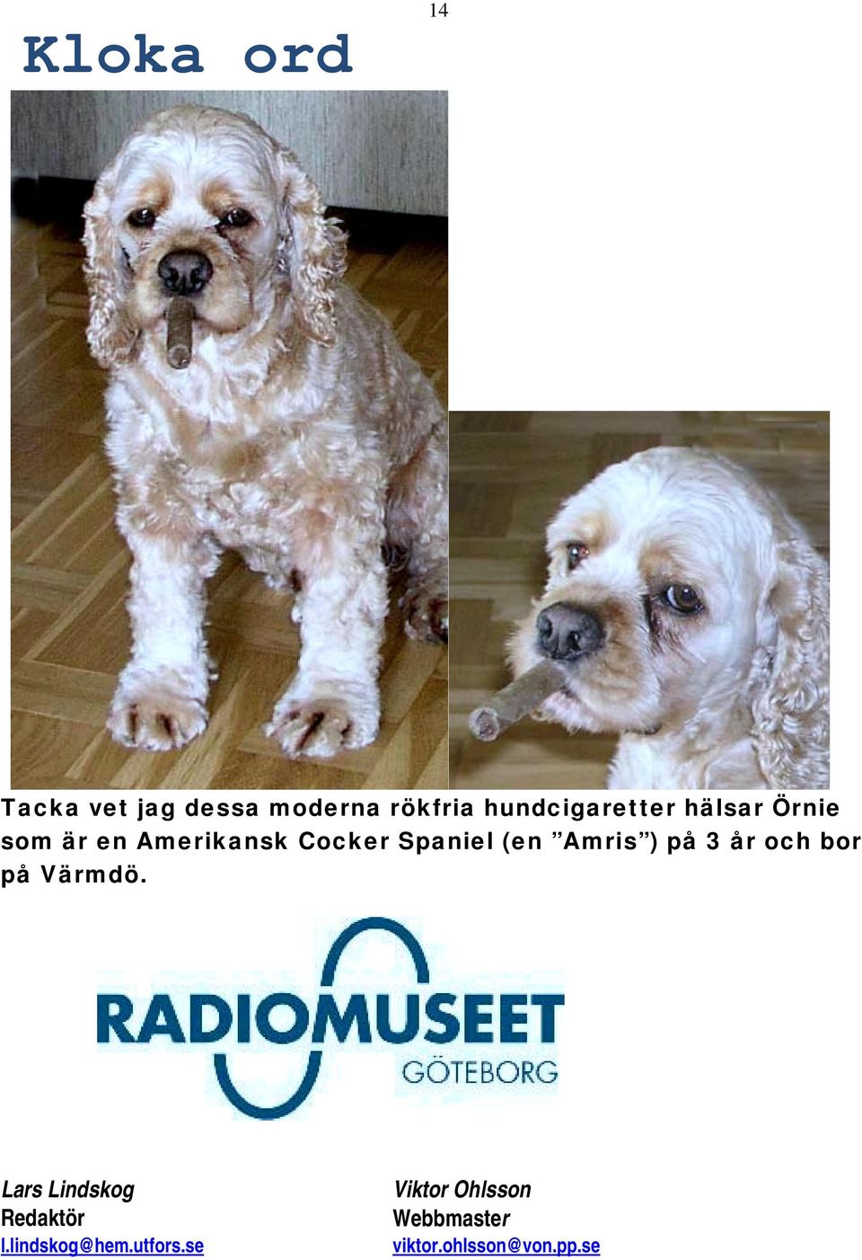 Spaniel (en Amris ) på 3 år och bor på Värmdö.