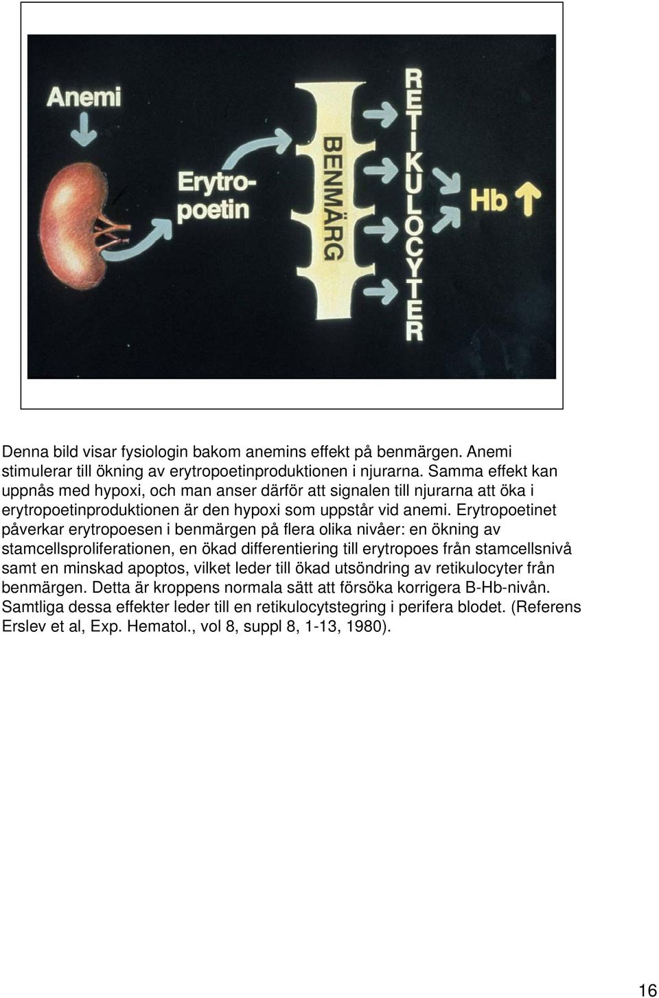 Erytropoetinet påverkar erytropoesen i benmärgen på flera olika nivåer: en ökning av stamcellsproliferationen, en ökad differentiering till erytropoes från stamcellsnivå samt en minskad