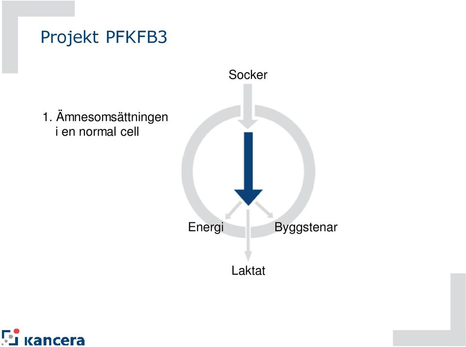 Ämnesomsättningen i