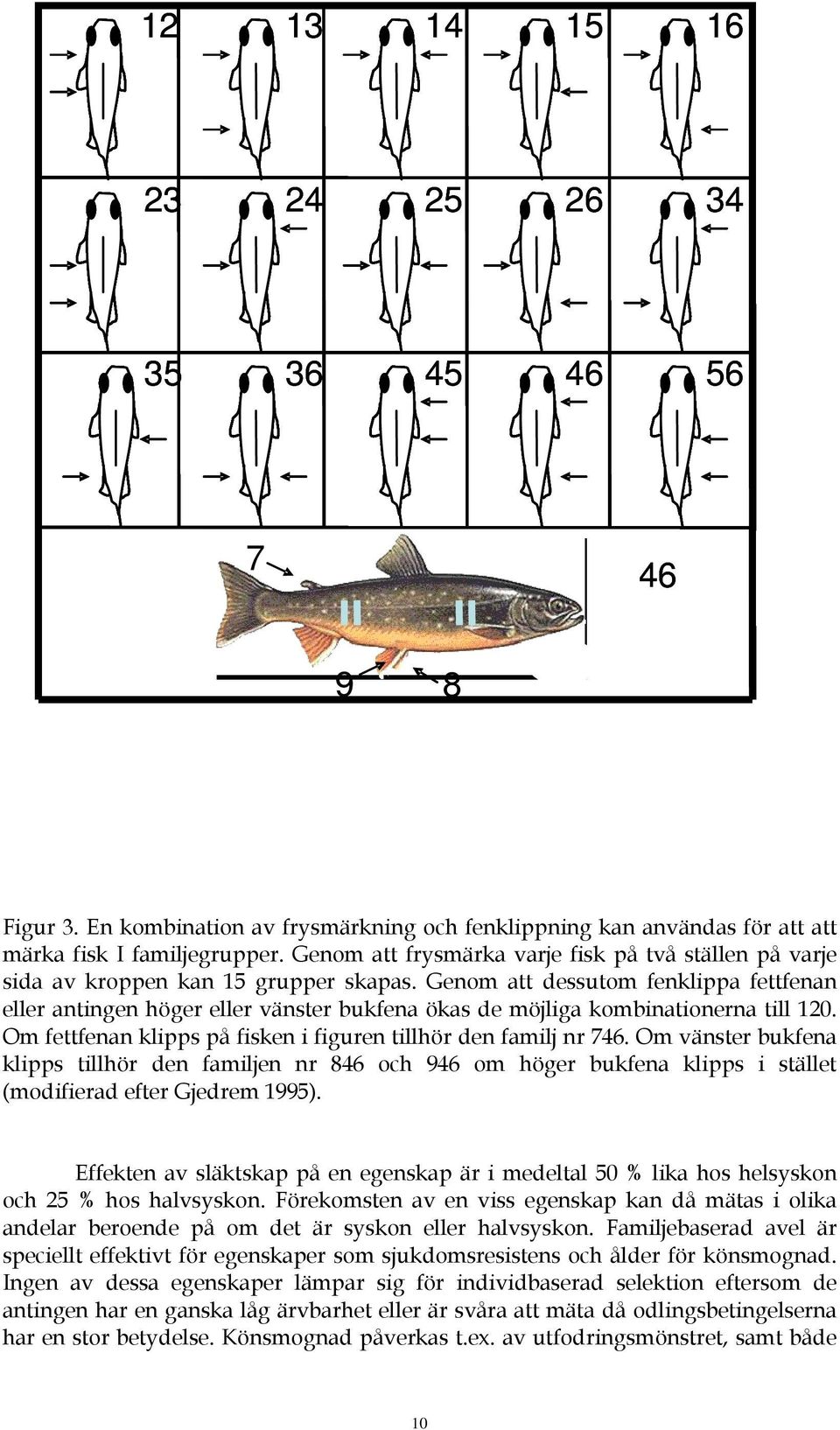 Genom att dessutom fenklippa fettfenan eller antingen höger eller vänster bukfena ökas de möjliga kombinationerna till 120. Om fettfenan klipps på fisken i figuren tillhör den familj nr 746.