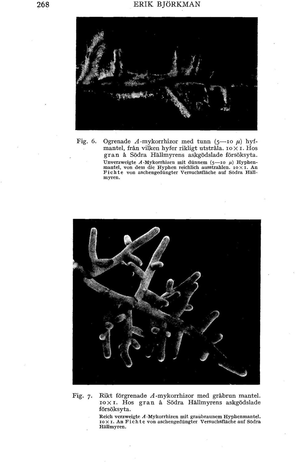 Unverzweigte A-Mykrrhizen mit dunnem (5-10 p) Hyphenmantel, vn dem die Hyphen reichlich ausstrahlen. r x I.