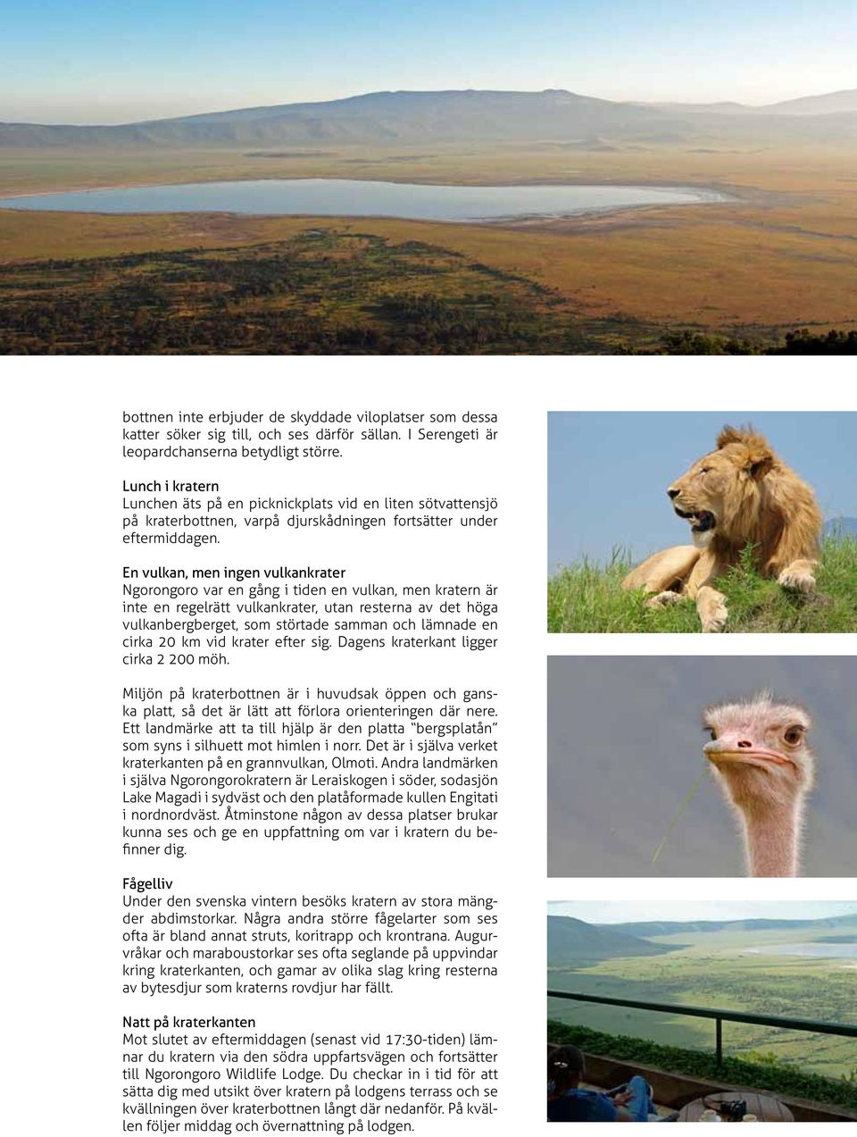 En vulkan, men ingen vulkankrater Ngorongoro var en gång i tiden en vulkan, men kratern är inte en regelrätt vulkankrater, utan resterna av det höga vulkanbergberget, som störtade samman och lämnade