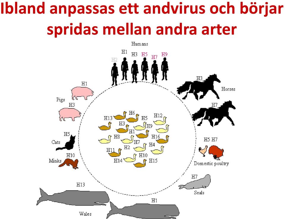 börjar spridas