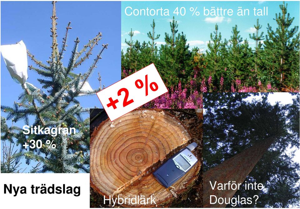 % Nya trädslag