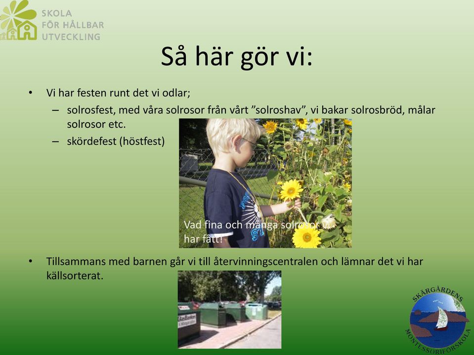 skördefest (höstfest) Vad fina och många solrosor vi har fått!