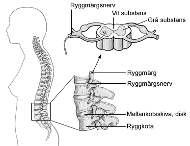 Ryggmärg Ryggmärgen är tjock som ett lillfinger och är mycket ömtålig. Därför ligger den skyddad innanför ryggkotorna. Det grå är nervcellskroppar och det vita är nervtrådar.