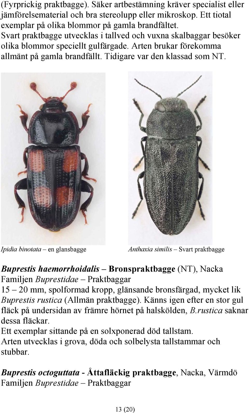 Ipidia binotata en glansbagge Anthaxia similis Svart praktbagge Buprestis haemorrhoidalis Bronspraktbagge (NT), Nacka Familjen Buprestidae Praktbaggar 15 20 mm, spolformad kropp, glänsande