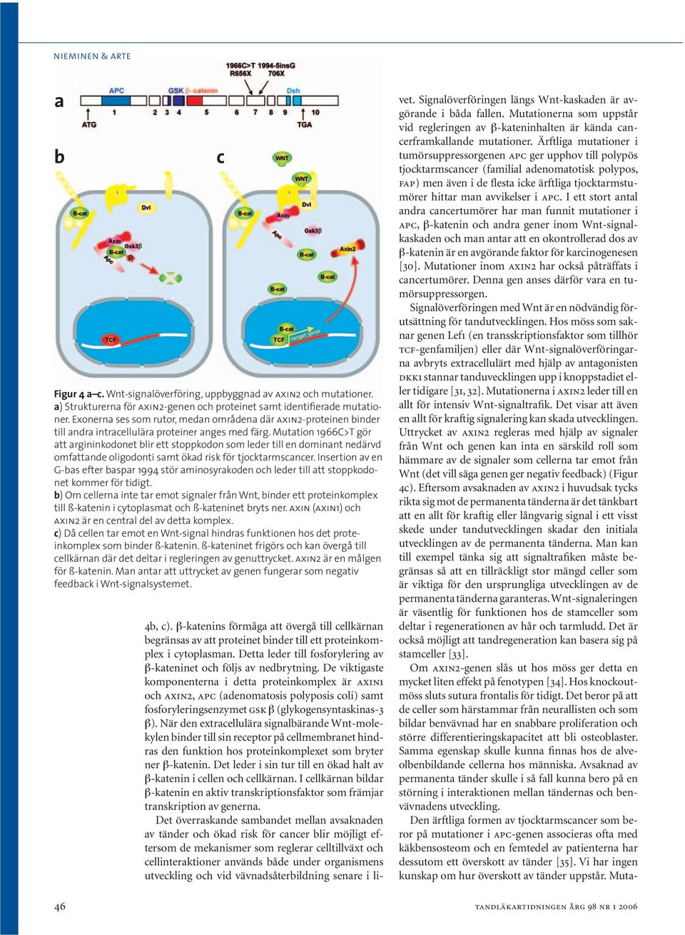 Mutation 1966C>T gör att argininkodonet blir ett stoppkodon som leder till en dominant nedärvd omfattande oligodonti samt ökad risk för tjocktarmscancer.