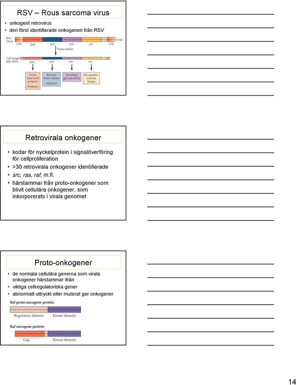 härstammar från proto-onkogener som blivit cellulära onkogener, som inkorporerats i virala genomet Proto-onkogener de