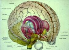 Minnesproblem Koncentrationssvårig heter Nedstämdhet Ångest Kroppsliga besvär Värk Tryck över bröstet Orolig mage/tarm Yrsel 134 Neocortex, grön zon: Intellekt, empati, humor, vädja, be, resonera Om