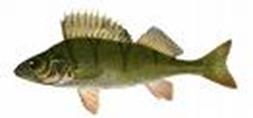Effektövervakning Äggskalstjocklek hos sillgrissla och havsörn Reproduktionsframgång hos havsörn Varningssignaler Biomarkörer i fisk