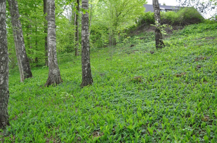 Hässleholm Sösdala 8:13 Björk- och liljekonvaljbacke Dammen Om Skog & Lantbruk Skog & Lantbruk är ett rådgivningsföretag som