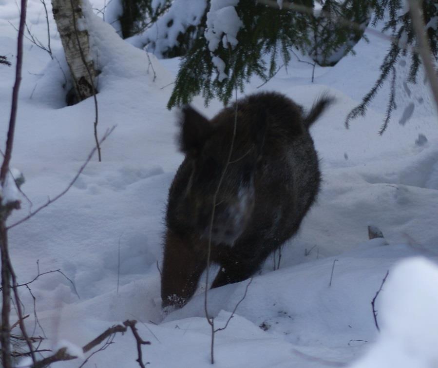 VILDSVINSEFTERSÖK Lite skadebevis. Svårare observera skador. Långa flyktsträckor. Andra krav på löst arbetande hundar.