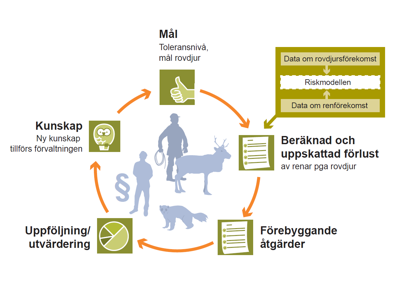 Figur 1: Principskiss över förvaltningsverktyget för förekomst av stora rovdjur baserat på en toleransnivå för rennäringen. 1. Toleransnivå/målnivå Toleransnivå för maximal acceptabel skadenivå på ren av rovdjur anges av regering eller riksdag.