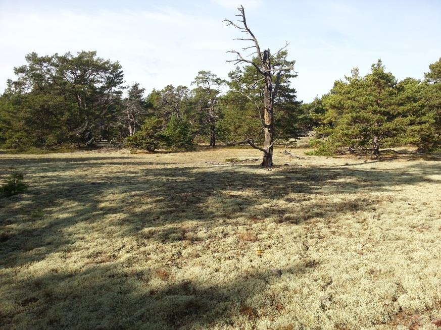 Till vänster i bild syns en ridå av tallskog som etablerats sedan mitten av 1900 - talet Foto: Johan Jansson, år 2013 Bild från Fagerrör i