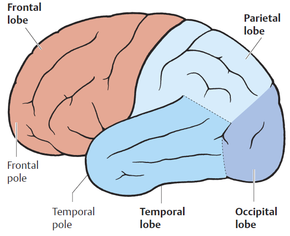 Välkommen till neurospecialiteterna Information om din neuroplacering Neurologi Neurokirurgi