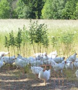 Kyckling Kapacitet/volym i dag Frigående KRAV Kycklingar i Essunga En producent i Essunga, Hermanssons Lantbruk, föder upp 25 000 frigående kycklingar per år (enligt KRAV motsvarande 50 ton) för