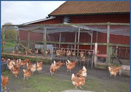 Ägg Kapacitet/volym i dag Många gårdar har äggproduktion för husbehov, för visning eller försäljning i gårdsbutiken. Vi har inte gjort någon studie på detta.