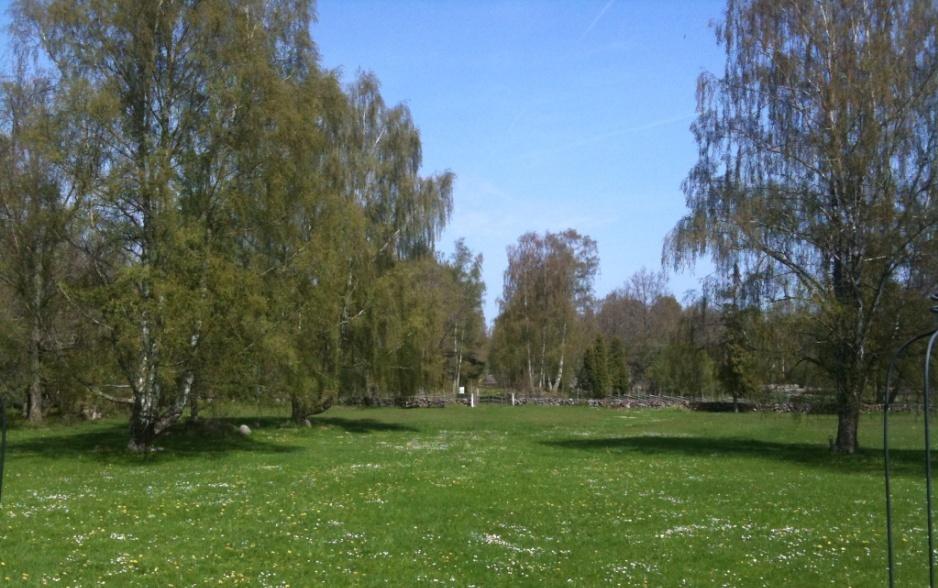 Det står kvar ett par gamla träd i området men nyligen togs Ornäsbjörken (Betula pendula Dalecarlica ), som planterades