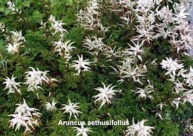 Hanplantorna får lite större blomvippor, medan honplantorna får orange-röda fröställningar på hösten.